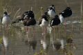 Black-necked Stilt 2014-01-25_4